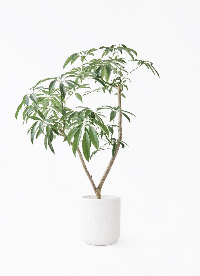 観葉植物 フィロデンドロン 7号 オージー（クッカバラ） Eco Stone