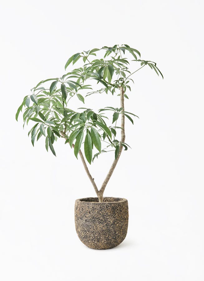 【直接取引限定】シェフレラ カポック 斑入り少し 約160cm シェフレラ 160cm 直接取引限定】シェフレラ カポック 斑入り少し 約