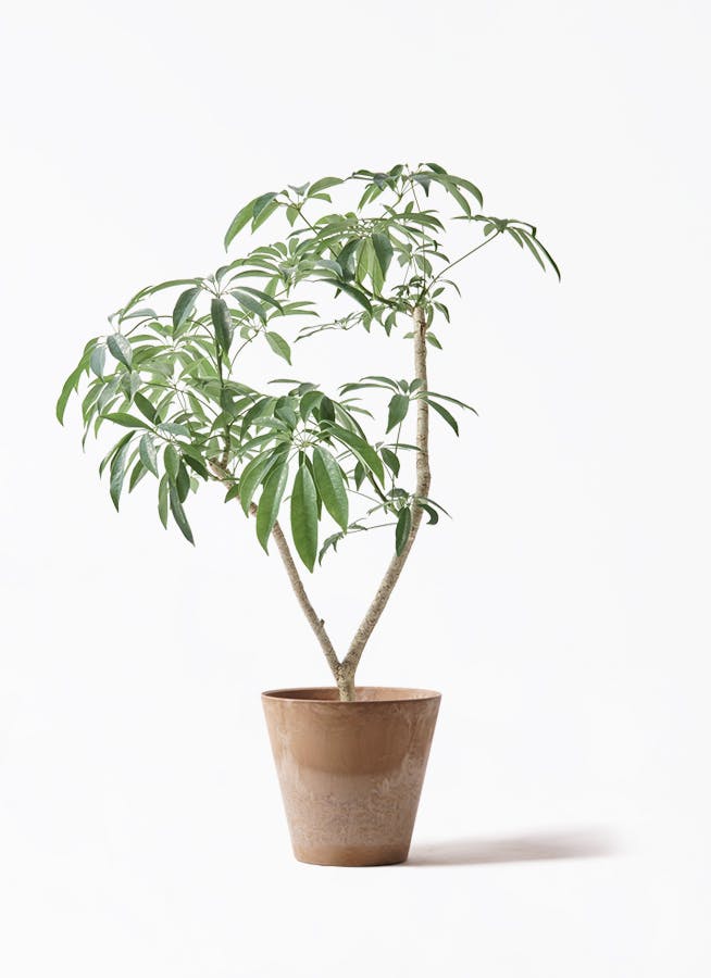 シェフレラ コンパクタ | 観葉植物ならHitohana（ひとはな）