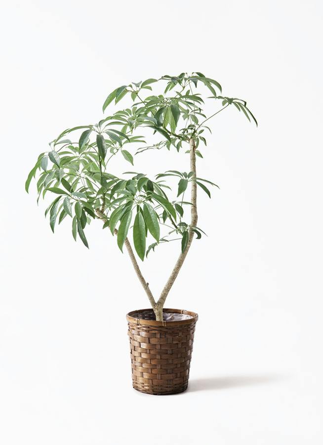 観葉植物 シェフレラ（カポック）7号 朴 竹バスケット 付き | 観葉植物