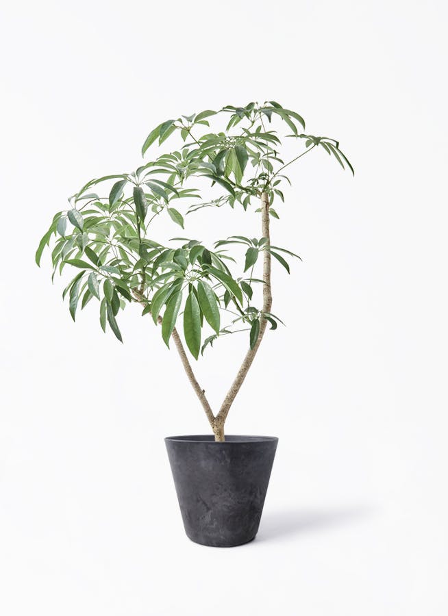 カラーサンドアート コーヒーの木 観葉植物 シェフレラ カポック