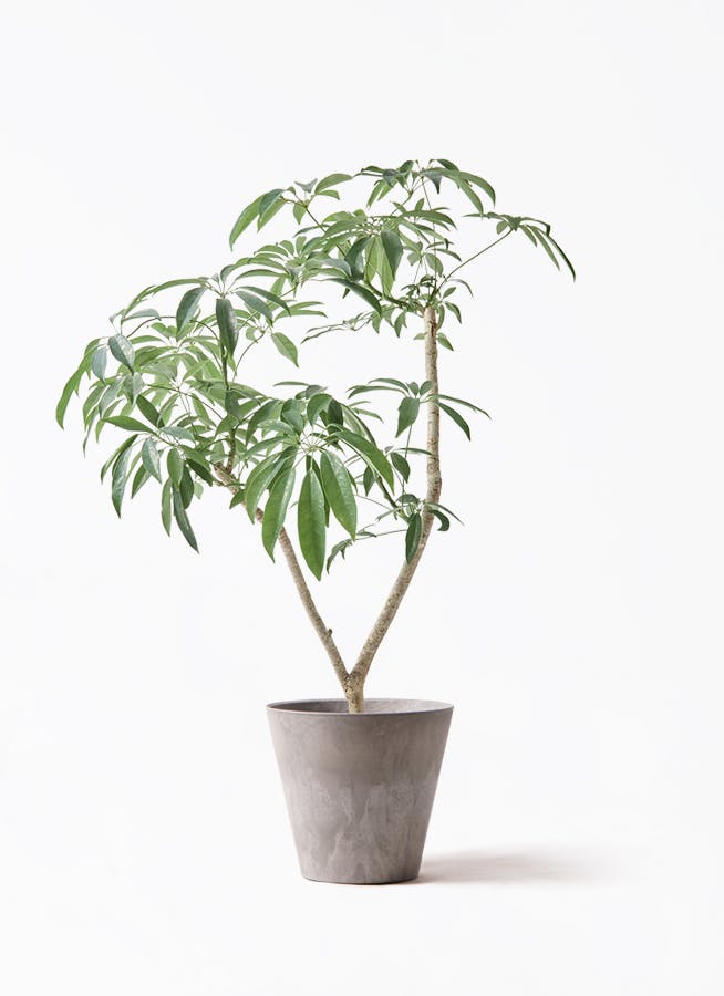 シェフレラ コンパクタ | 観葉植物ならHitohana（ひとはな）