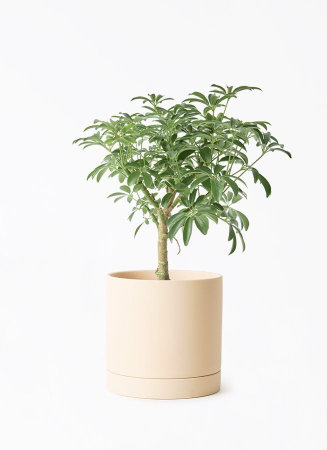 観葉植物 シェフレラ コンパクタ 4号 朴 ルーツ 15 L ベージュ 付き