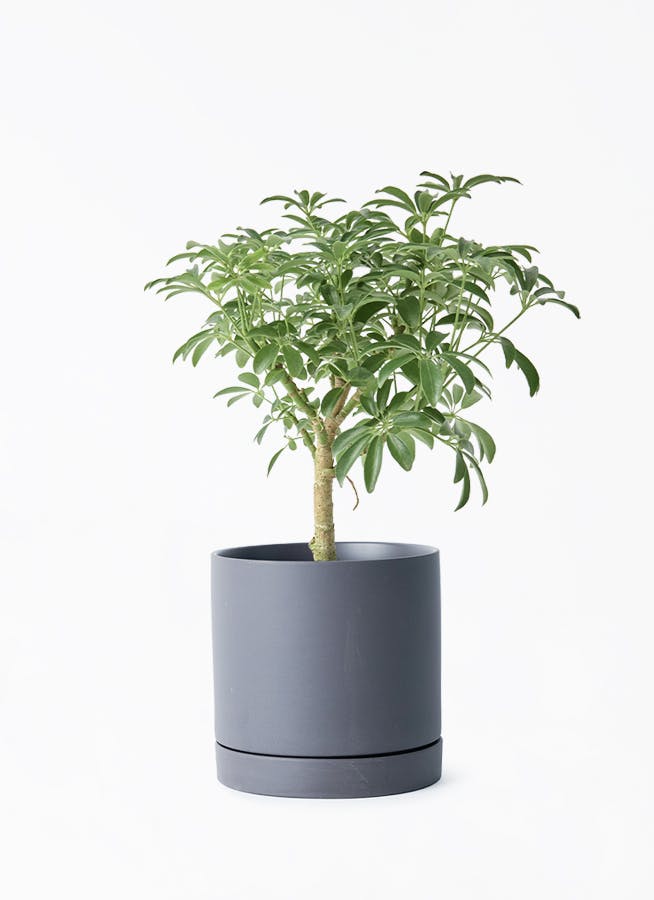 観葉植物 シェフレラ コンパクタ 4号 朴 ルーツ 15 K ブラック 付き