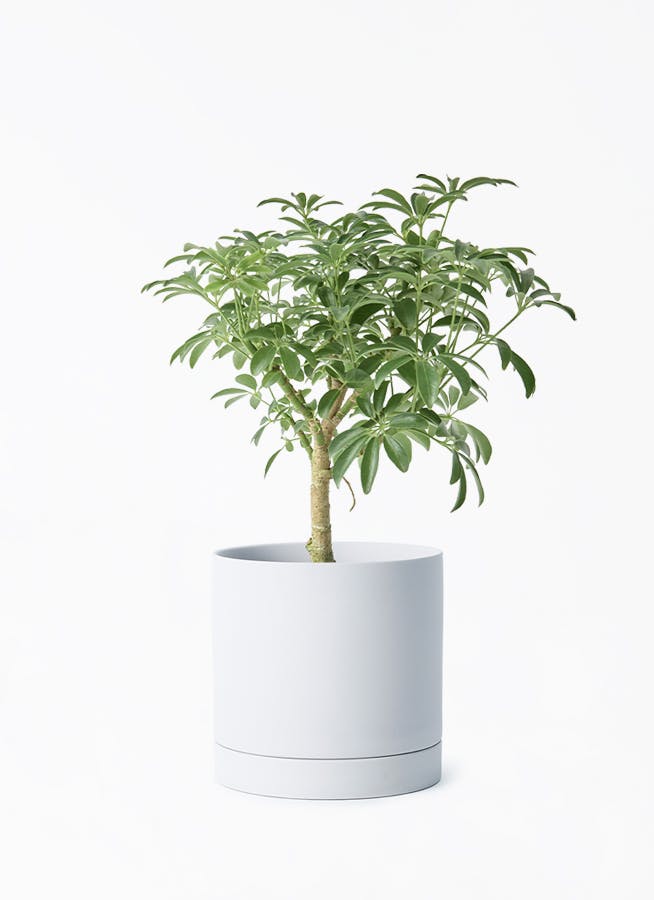 シェフレラ コンパクタ | 観葉植物ならHitohana（ひとはな）