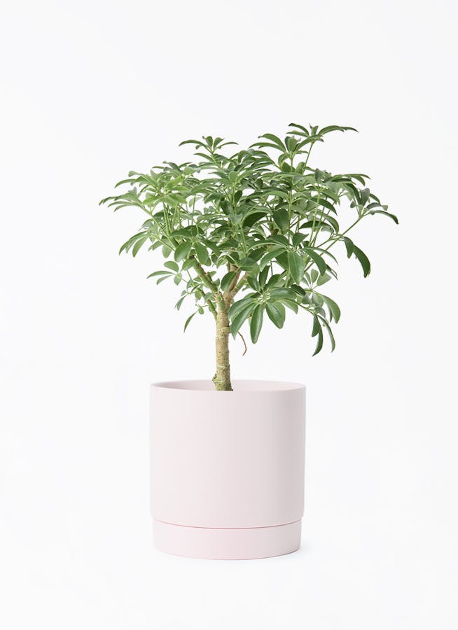 観葉植物 フィカス アルテシーマ 4号 曲り リア ピンク M 付き | 観葉