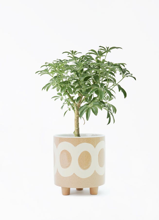観葉植物 ガジュマル 4号 パンダ 朴仕立て ラダ 15 B ベージュ
