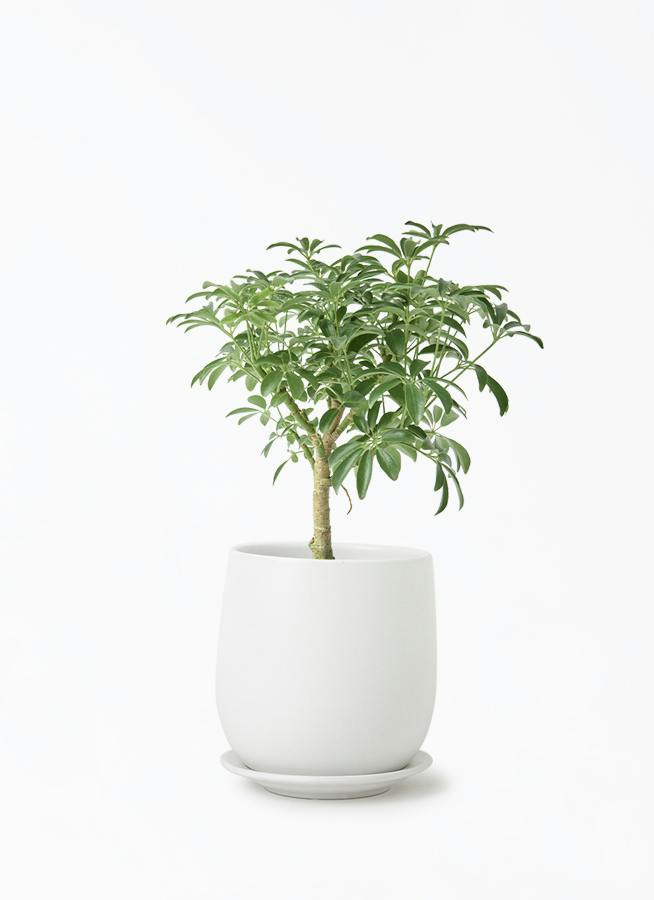 4号サイズの観葉植物 | 通販専門店 HitoHana（ひとはな）