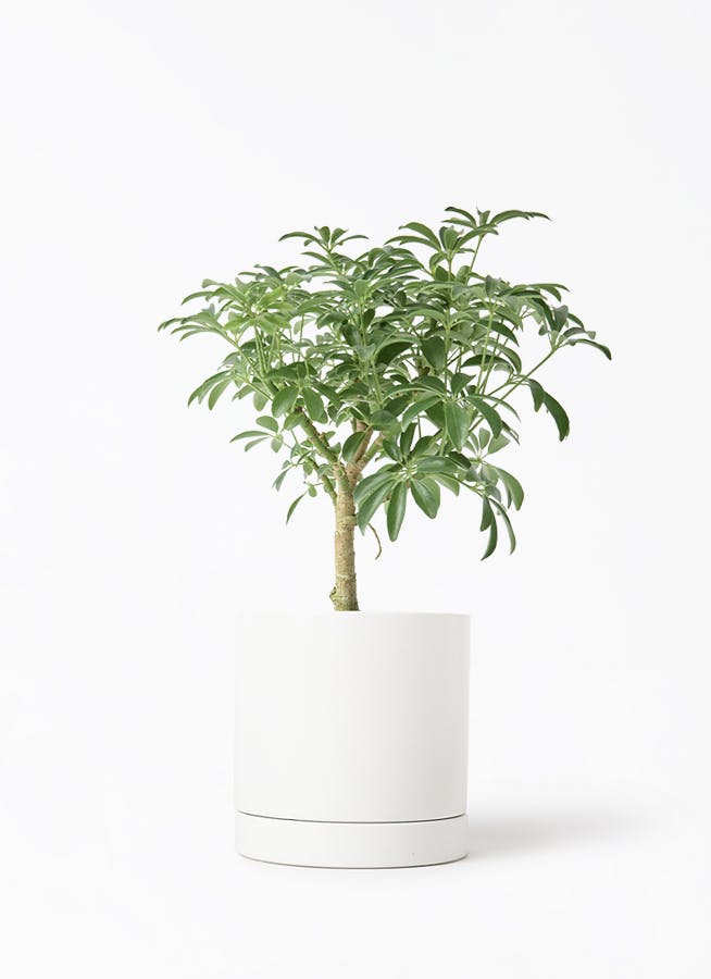 観葉植物 シェフレラの通販 | HitoHana(ひとはな) 観葉植物 シェフレラの通販 | HitoHana(ひとはな)