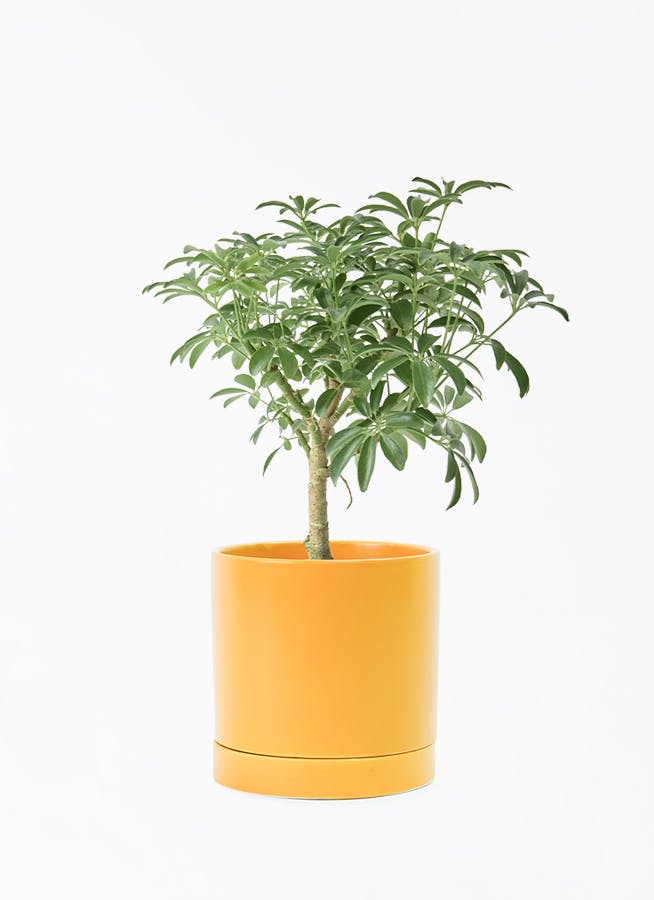 観葉植物 シェフレラ コンパクタ 4号 朴 オーセ 15 Y イエロー 付き