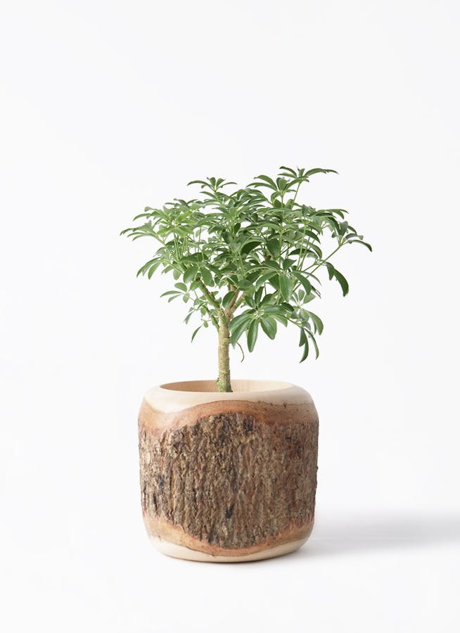 シェフレラ コンパクタ | 観葉植物ならHitohana（ひとはな）