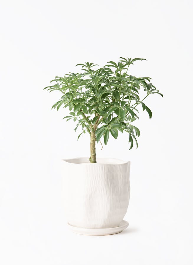 観葉植物 フィカス アルテシーマ 4号 曲り ハピ 白 L 付き