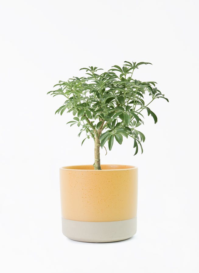 シェフレラ コンパクタ | 観葉植物ならHitohana（ひとはな）
