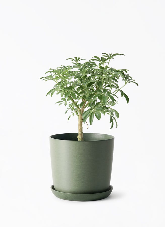 4号サイズの観葉植物 | 通販専門店 HitoHana（ひとはな）