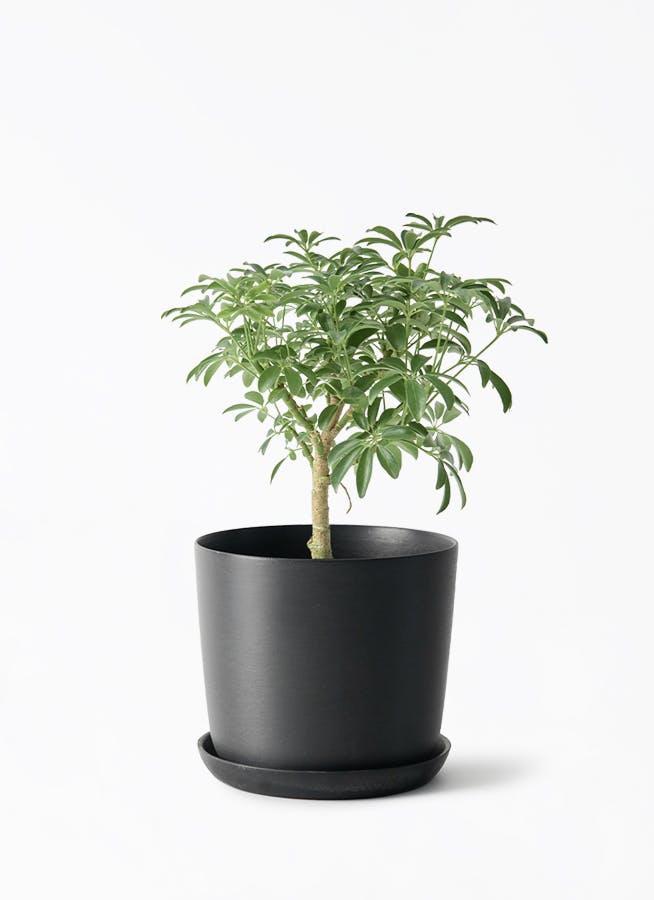 4号サイズの観葉植物 | 通販専門店 HitoHana（ひとはな）