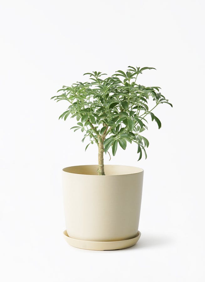 4号サイズの観葉植物 | 通販専門店 HitoHana（ひとはな）