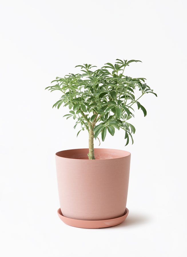 4号サイズの観葉植物 | 通販専門店 HitoHana（ひとはな）