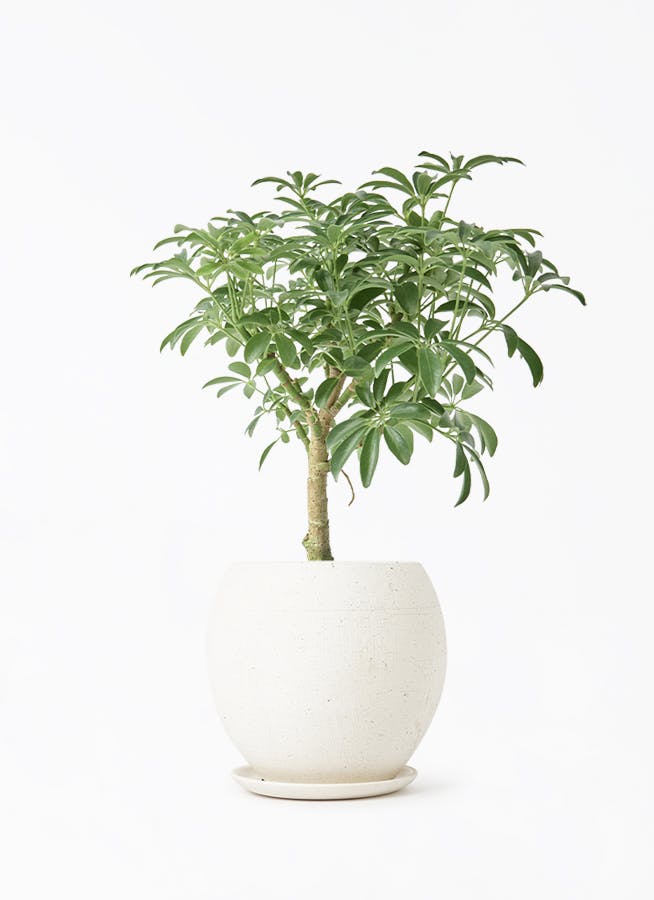 シェフレラ コンパクタ 4号 | 観葉植物通販 HitoHana（ひとはな）