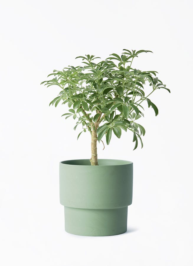 観葉植物 ドラセナ ゴッドセフィアーナ 4号 エメリ 14 G グリーン 付き