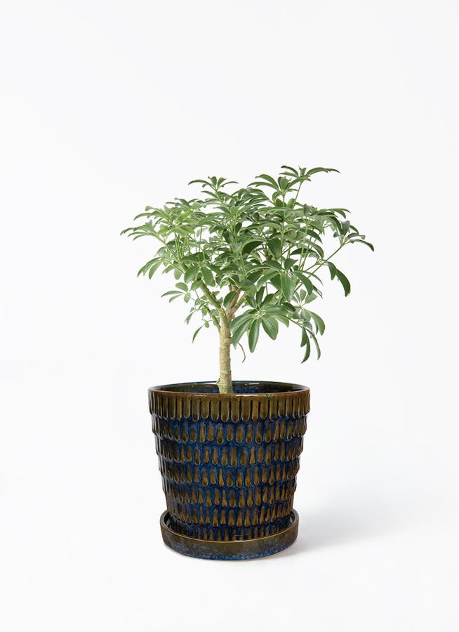 観葉植物 フィカス ルビー 4号 曲り クラッツ ウロ ブルー 付き | 観葉