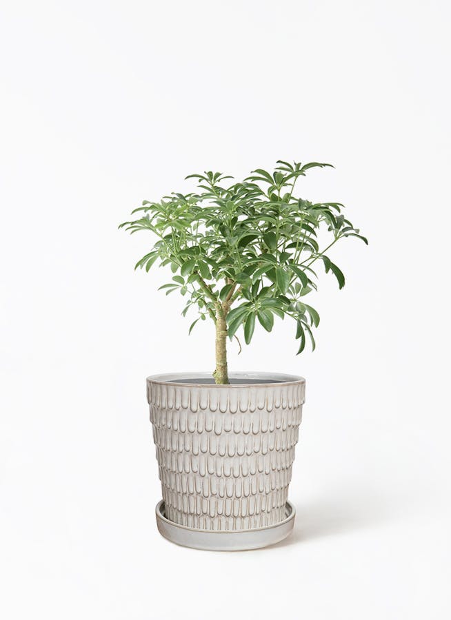 観葉植物 シェフレラ（カポック） 4号 斑入り クラッツ ウロ ホワイト