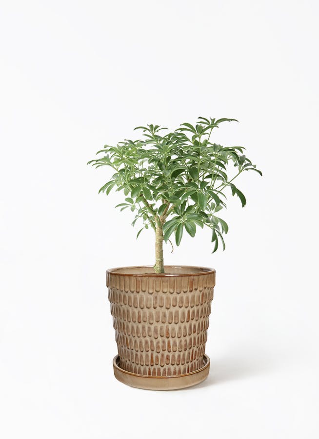 観葉植物 ザミオクルカス 4号 クラッツ ウロ クリーム 付き