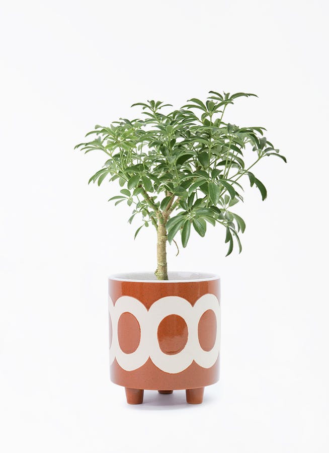 観葉植物 ストロマンテ トリオスター 4号 ラダ 15 C ブラウン 付き