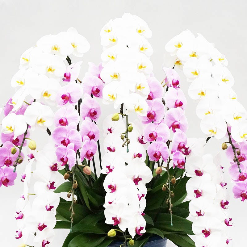 胡蝶蘭大輪 ミックス 10本立ち 130輪 | 胡蝶蘭ならHitoHana(ひとはな)