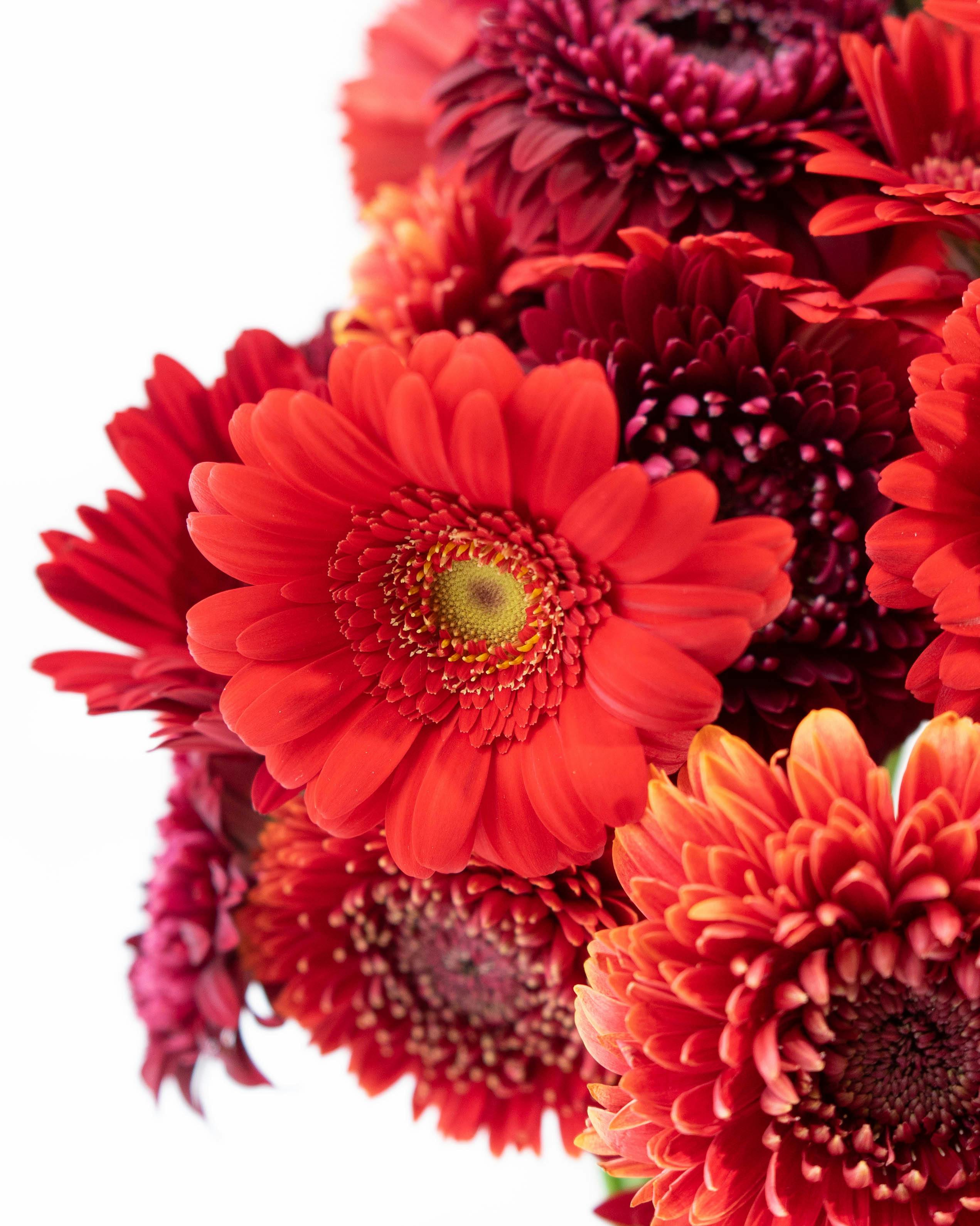 産地直送 ガーベラ レッドミックス花束 （15本）／静岡 松下園芸からお