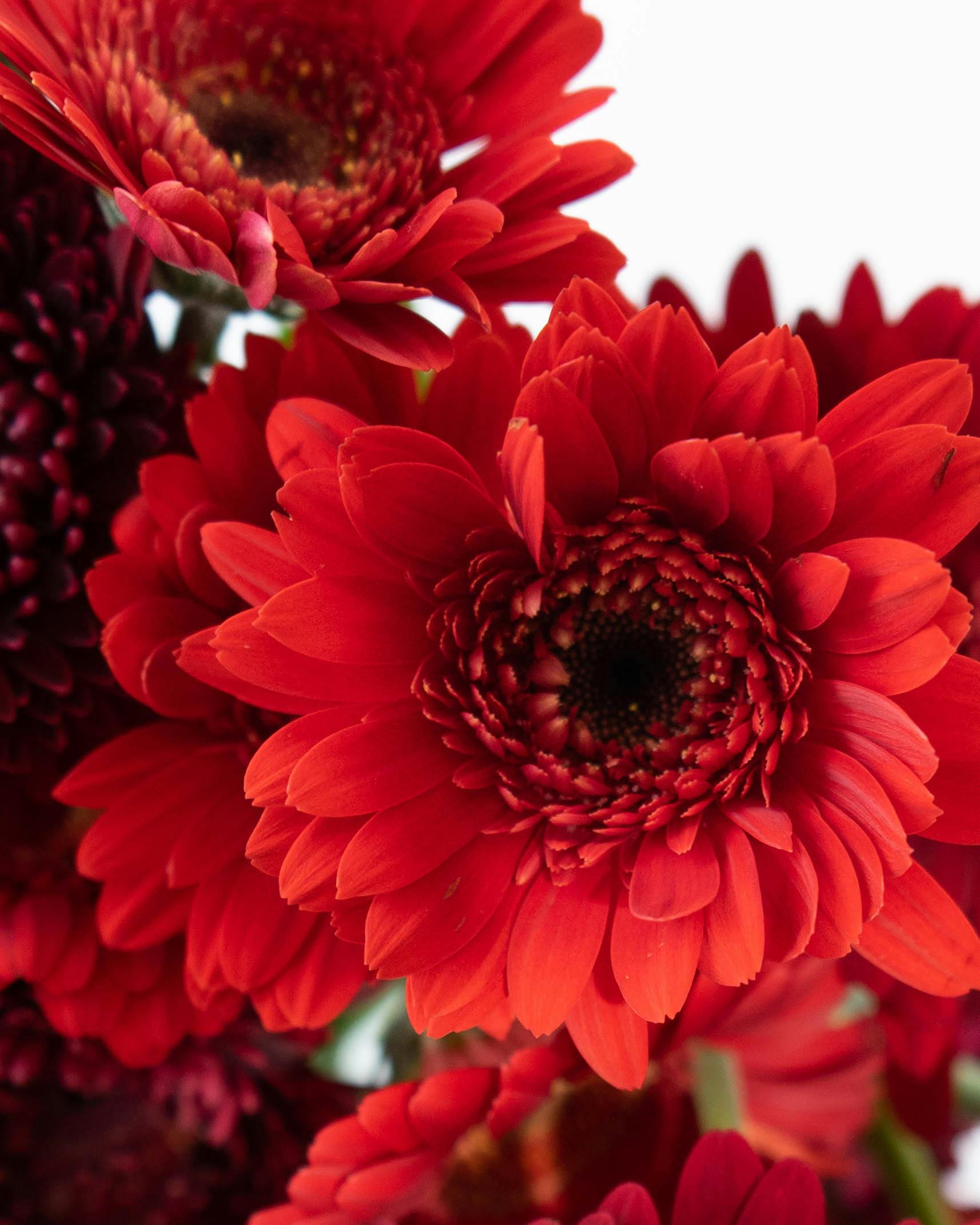 産地直送 ガーベラ レッドミックス花束 （15本）／静岡 松下園芸からお