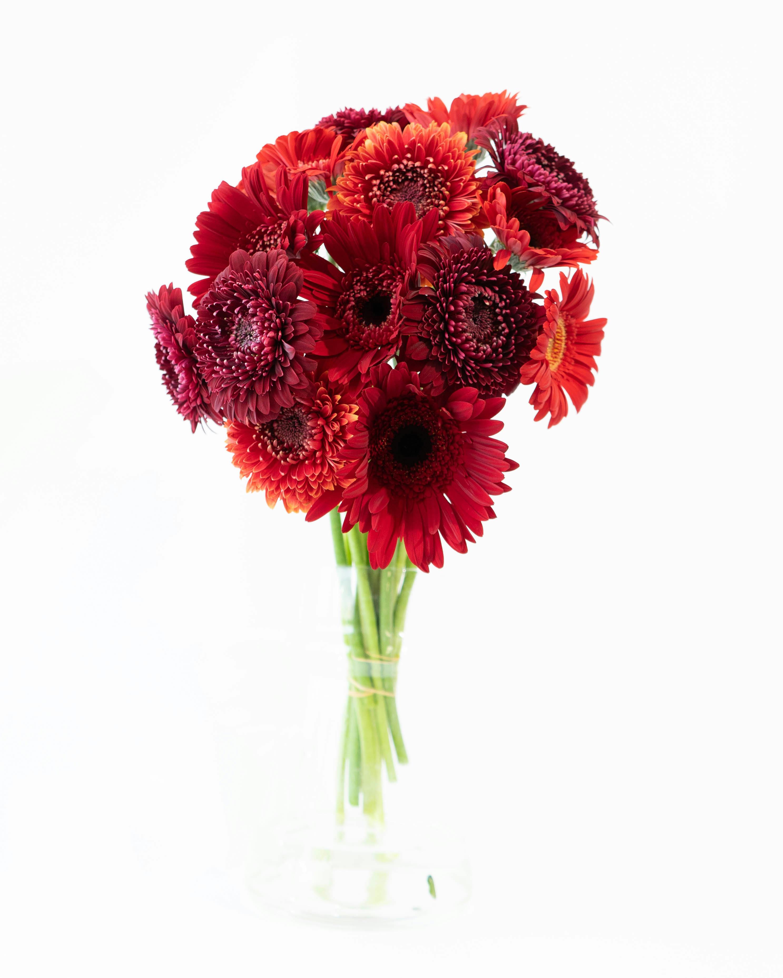 産地直送 ガーベラ レッドミックス花束 （15本）／静岡 松下園芸からお