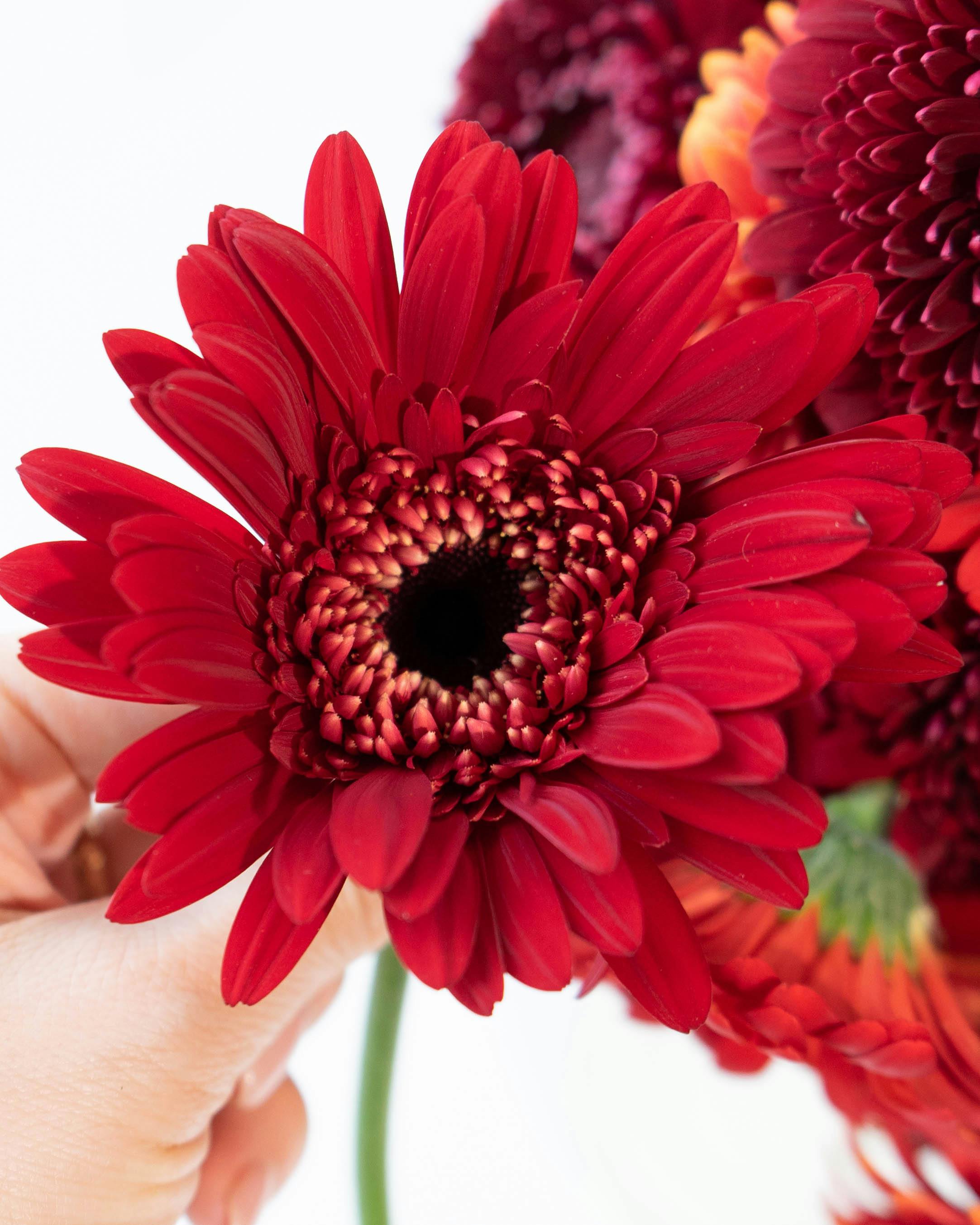 産地直送 ガーベラ レッドミックス花束 （10本）／静岡 松下園芸からお