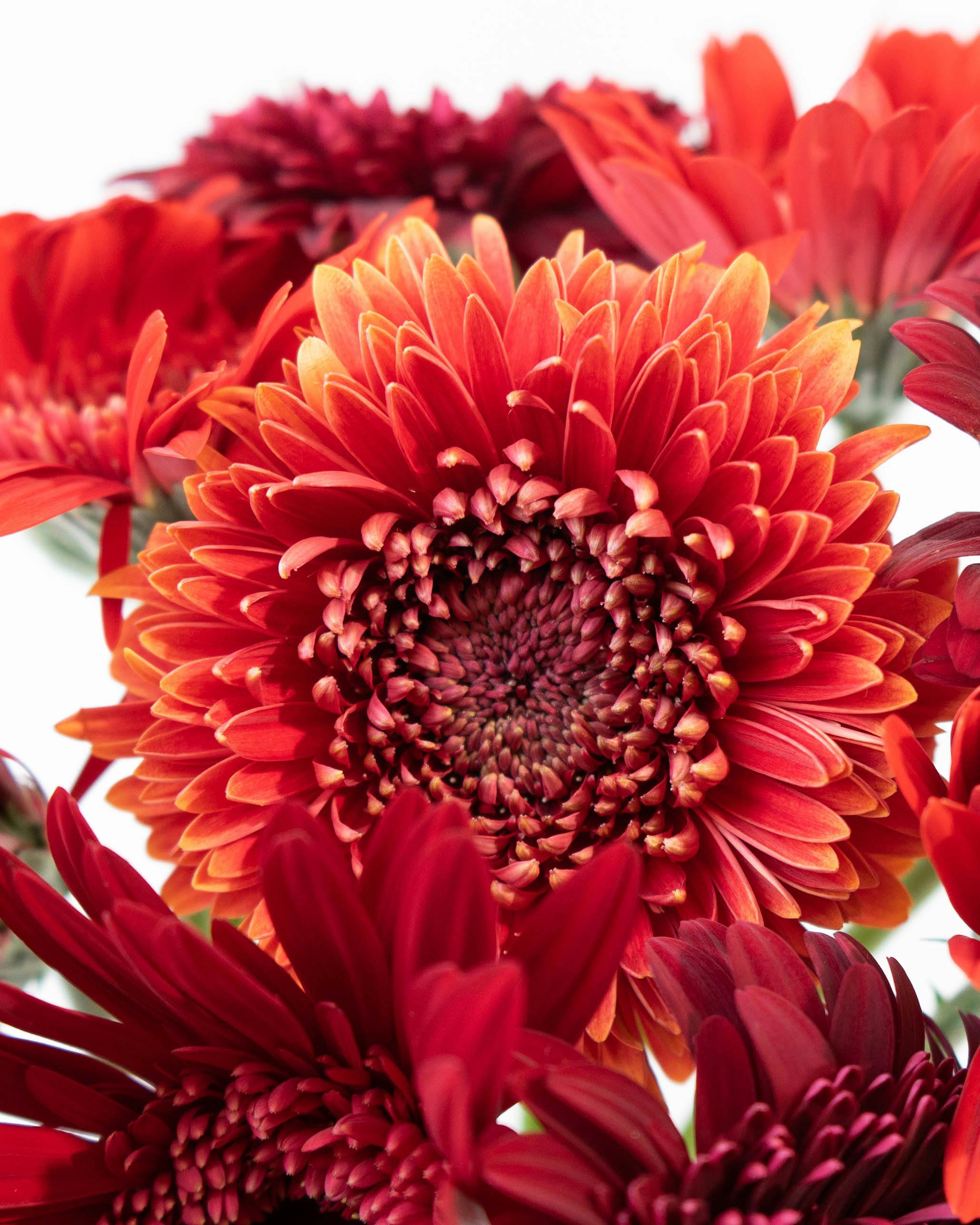 レッドガーベラ様 12点おまとめ 【公式通販】