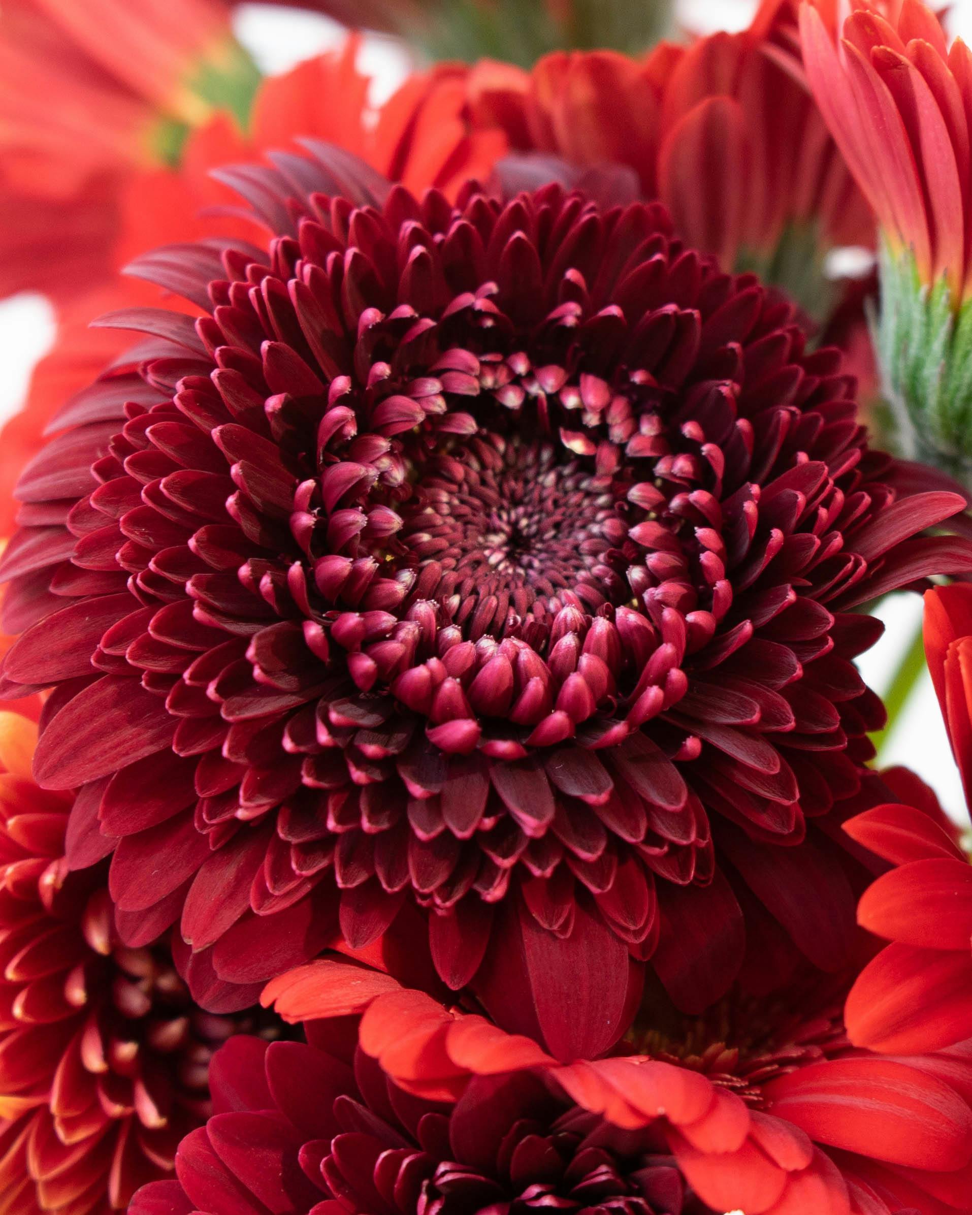 産地直送 ガーベラ レッドミックス花束 （10本）／静岡 松下園芸からお