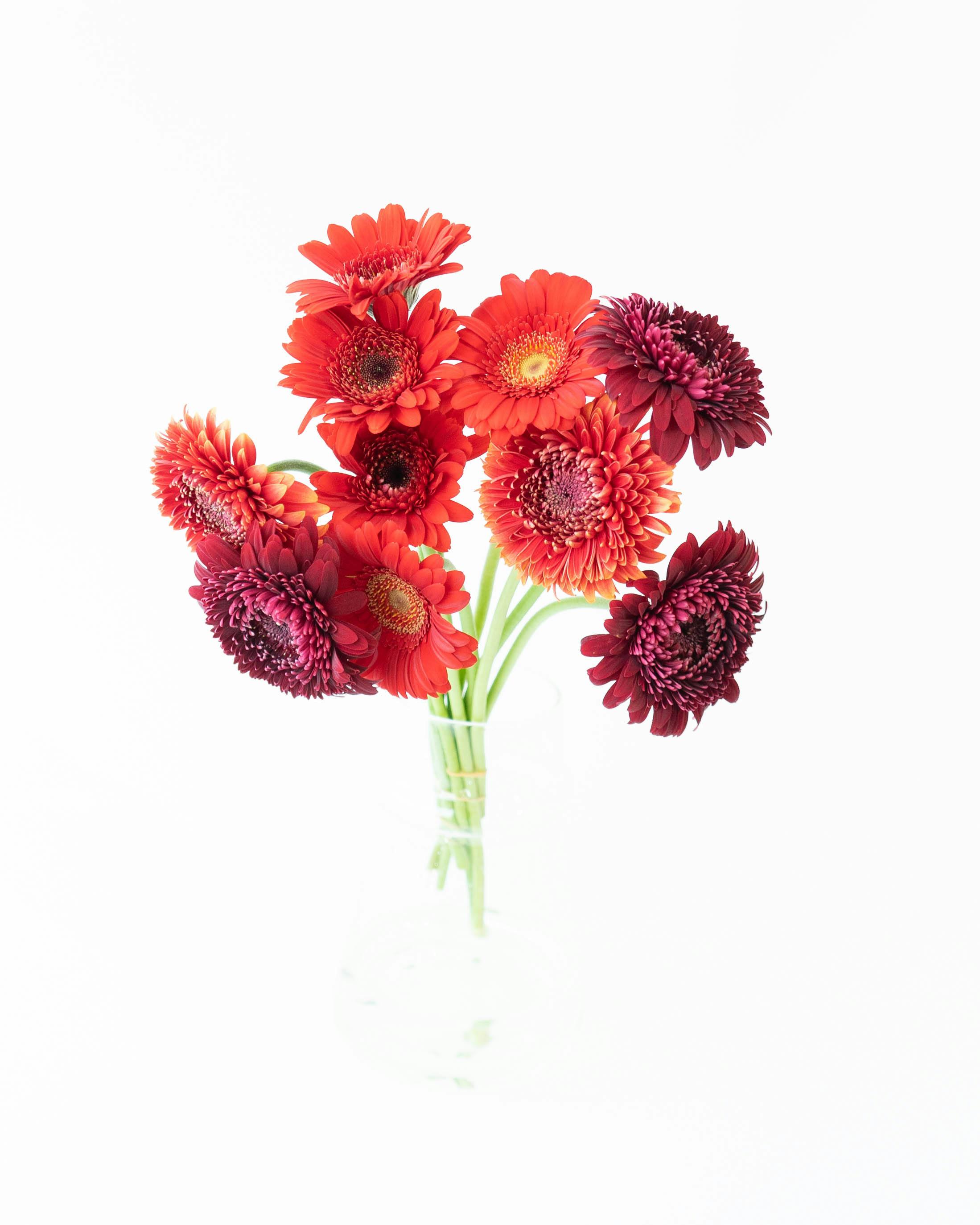 産地直送 ガーベラ レッドミックス花束 （10本）／静岡 松下園芸からお