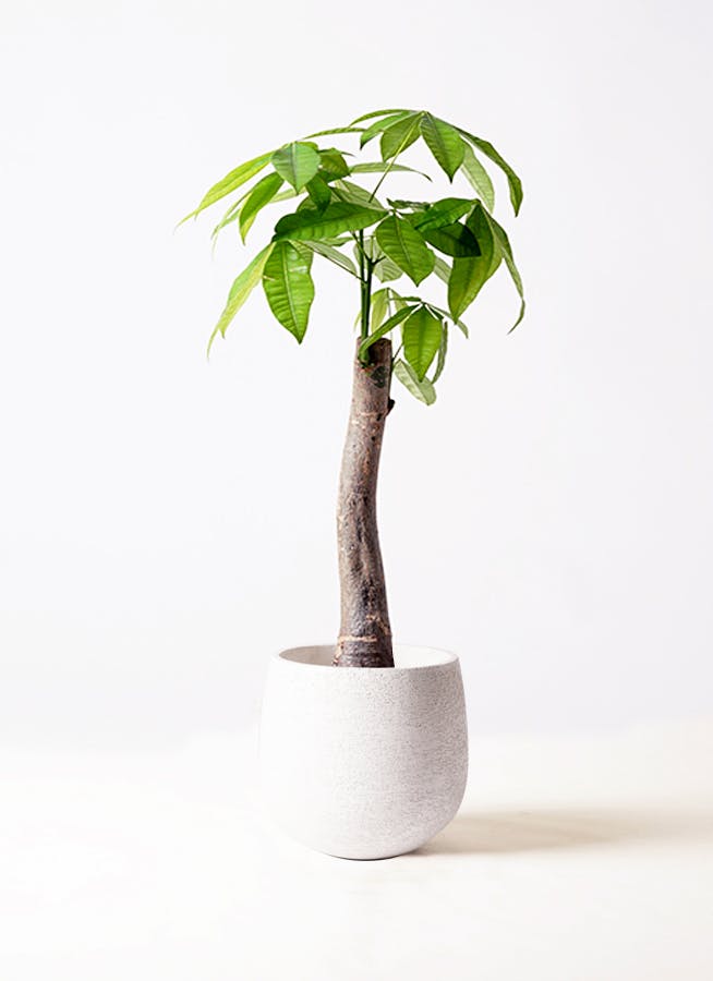 観葉植物 フィロデンドロン 8号 セローム ヒトデカズラ 根あがり エコ