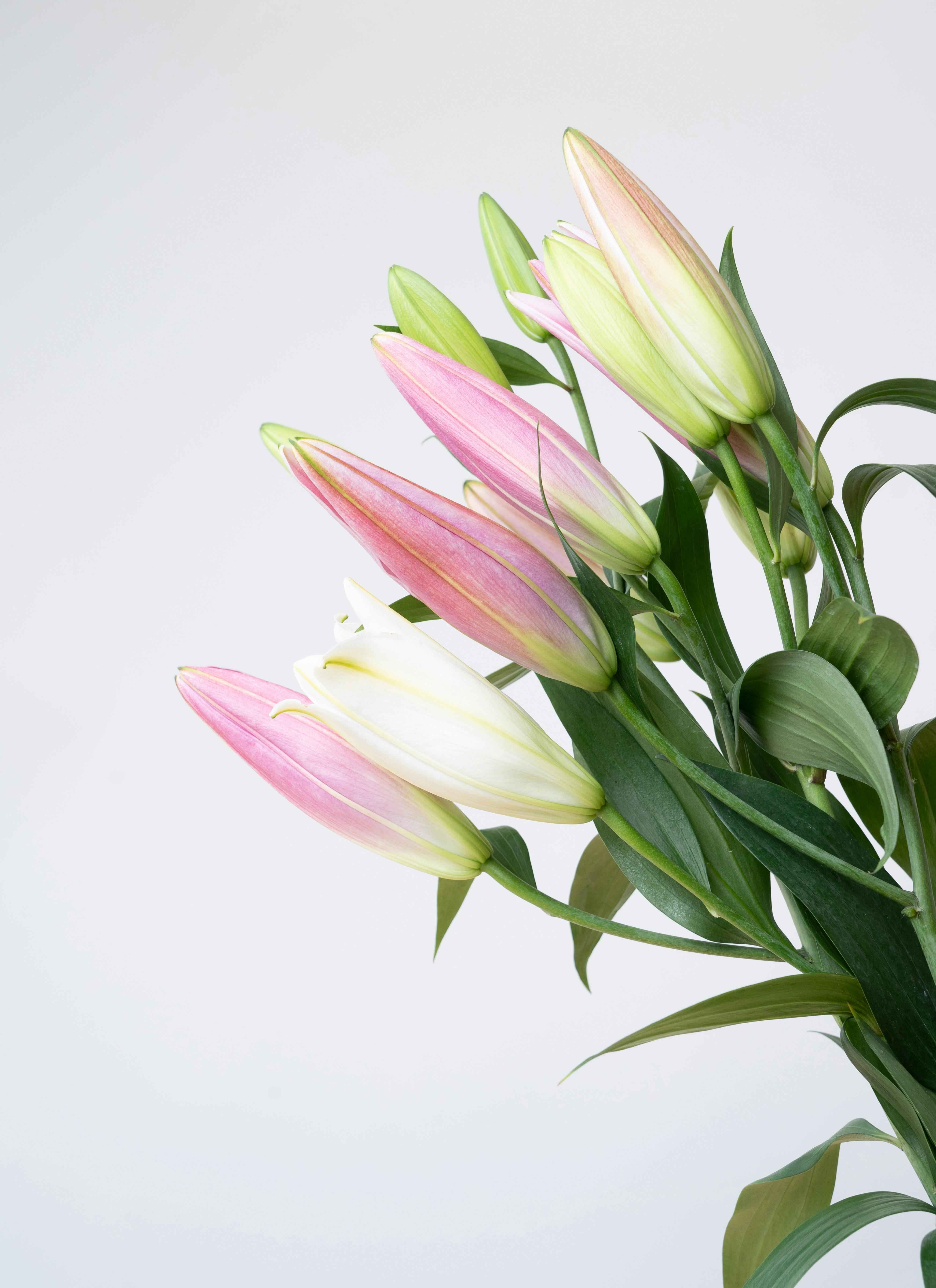 カメヤマ 線香（お香） 和遊 金木犀の香りと産地直送 オリエンタルユリ