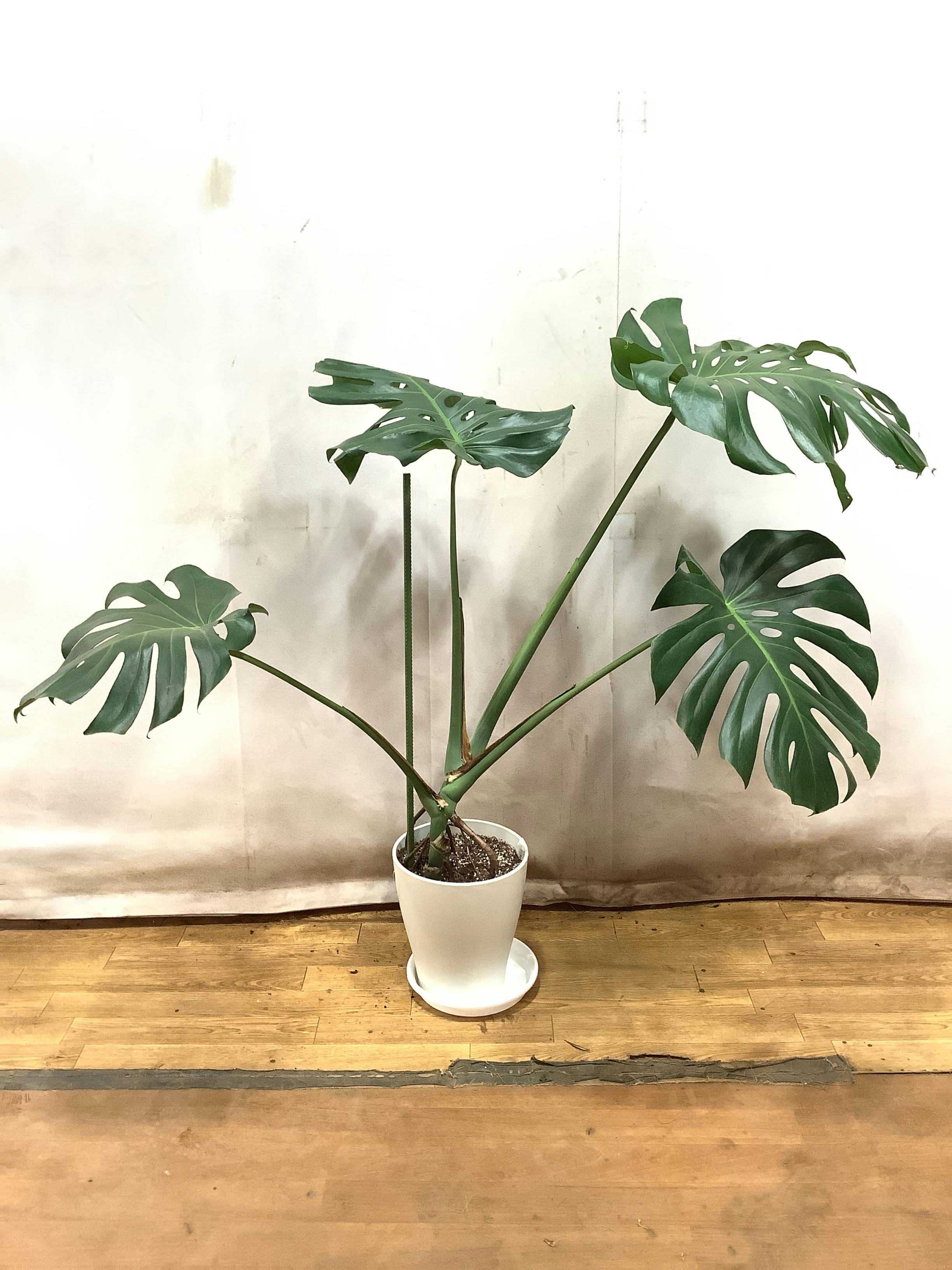 tt-y　根上がりモンステラ　天然苔　盆栽仕立て　陶器鉢　植え込み発送 tt-y 根上がりモンステラ 天然苔 盆栽仕立て 陶器鉢 植え込み