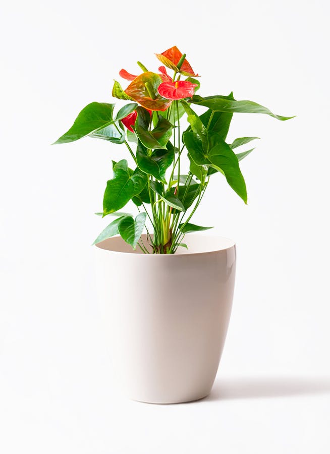 産地直送 クリスマスローズ 氷の薔薇 ピコティ 5号 ウッドポッド／栃木