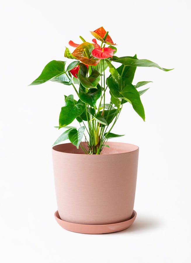 10,000円の鉢植えのお花 | 鉢植えのお花ならHitoHana（ひとはな）