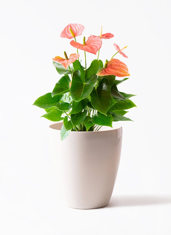 ds-anthical-anthurium-red-