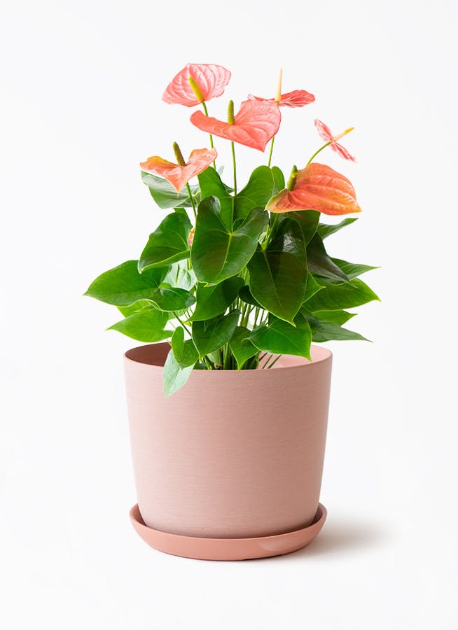 ほおずき（鬼灯）鉢植え バナナリーフバスケット付き | 鉢植えの