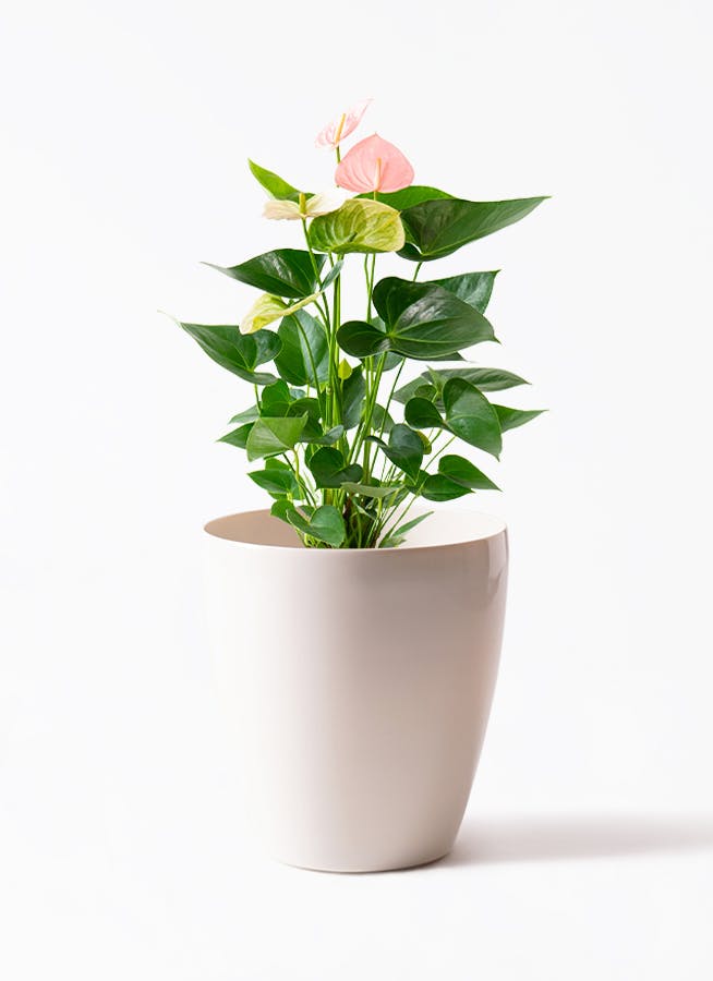 【バラ売り不可】アロマ軸植物族【エクストラ付き】 楽天市場】アロマの虫よけ バズオフ リキッド エクストラセット