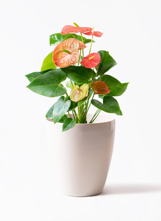 アンスリウム 6号 | 観葉植物 | 送料無料でお届け - Hitohana（ひとはな）