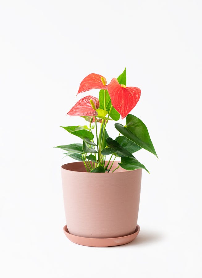 立派な観葉植物4点　鉢植え付き 観葉植物 パキラ 4号 朴 ラスターポット 付き | 観葉植物ならHitoHana