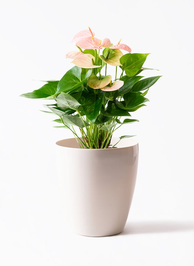 アンスリウム 6号 | 観葉植物 | 送料無料でお届け - Hitohana（ひとはな）