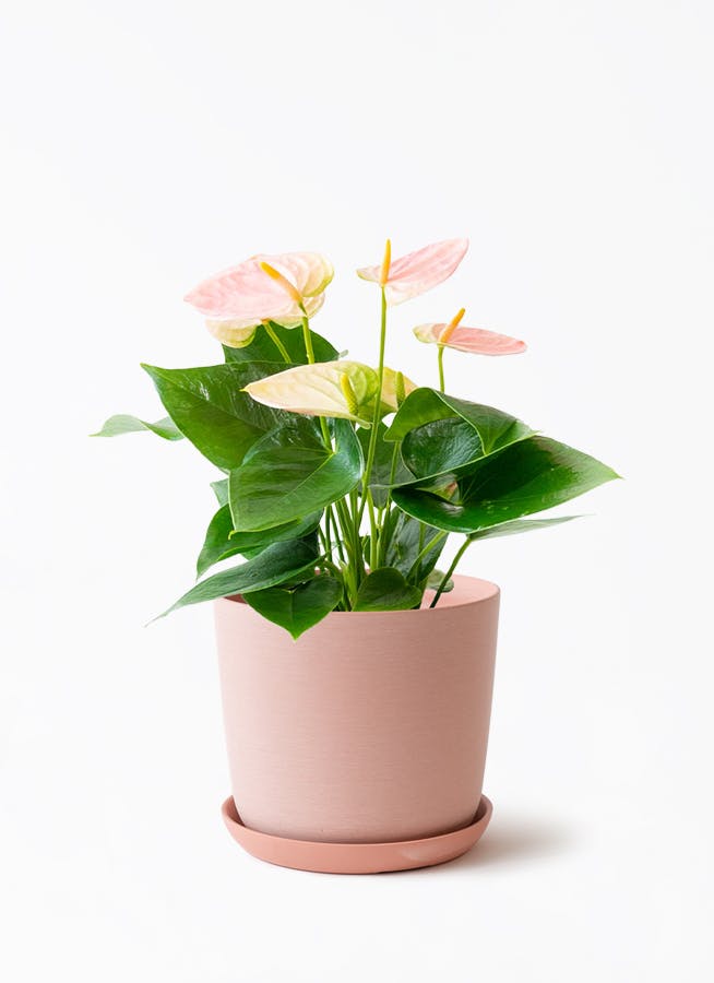 ⭐8㎝CD⭐花*花／2枚セット（入手困難、希少） 産地直送 ミニバラ 赤 10号鉢植え／岐阜 セントラルローズからお