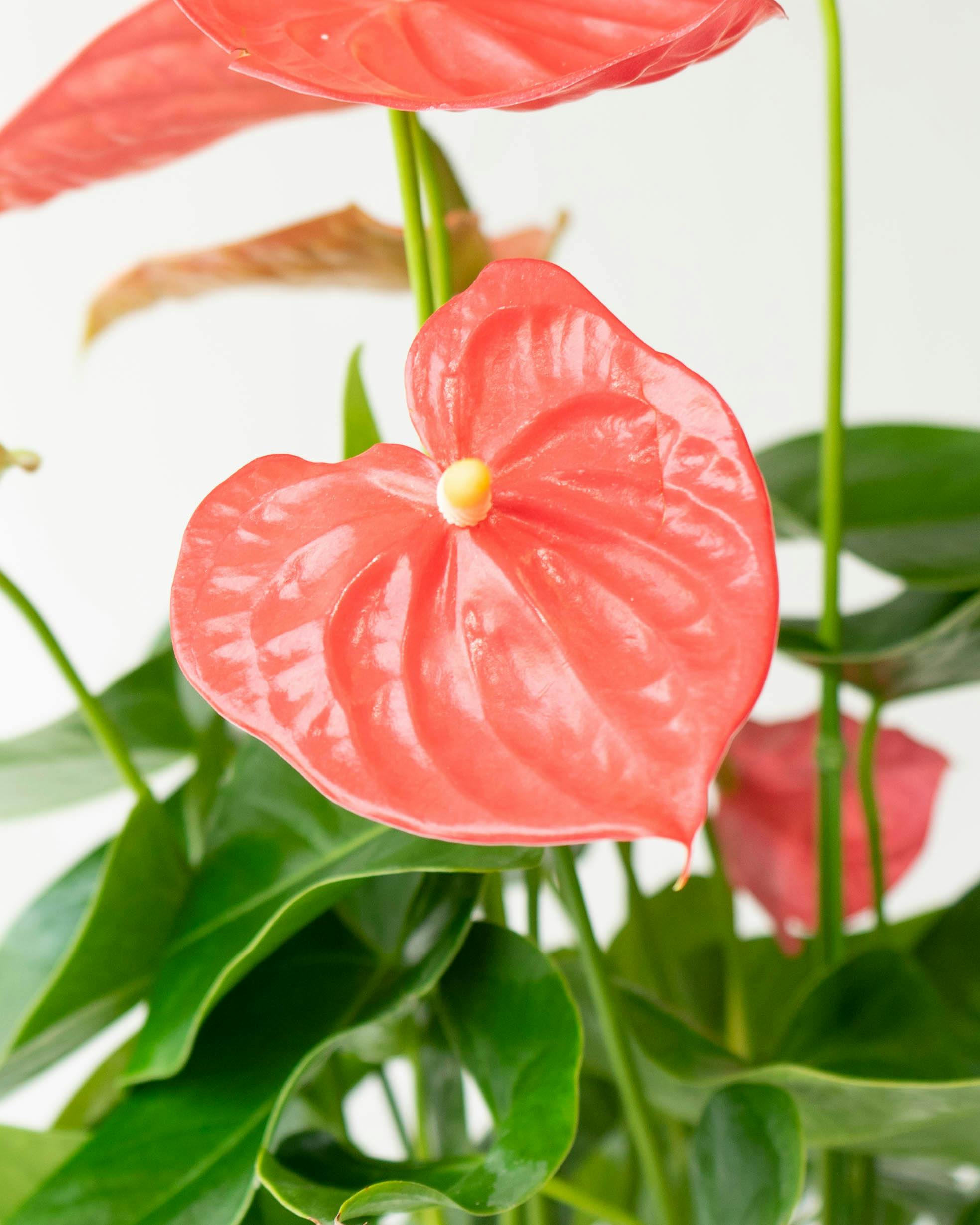 産地直送 観葉植物 アンスリウム オレゴン 6号 レッド ラスターポット
