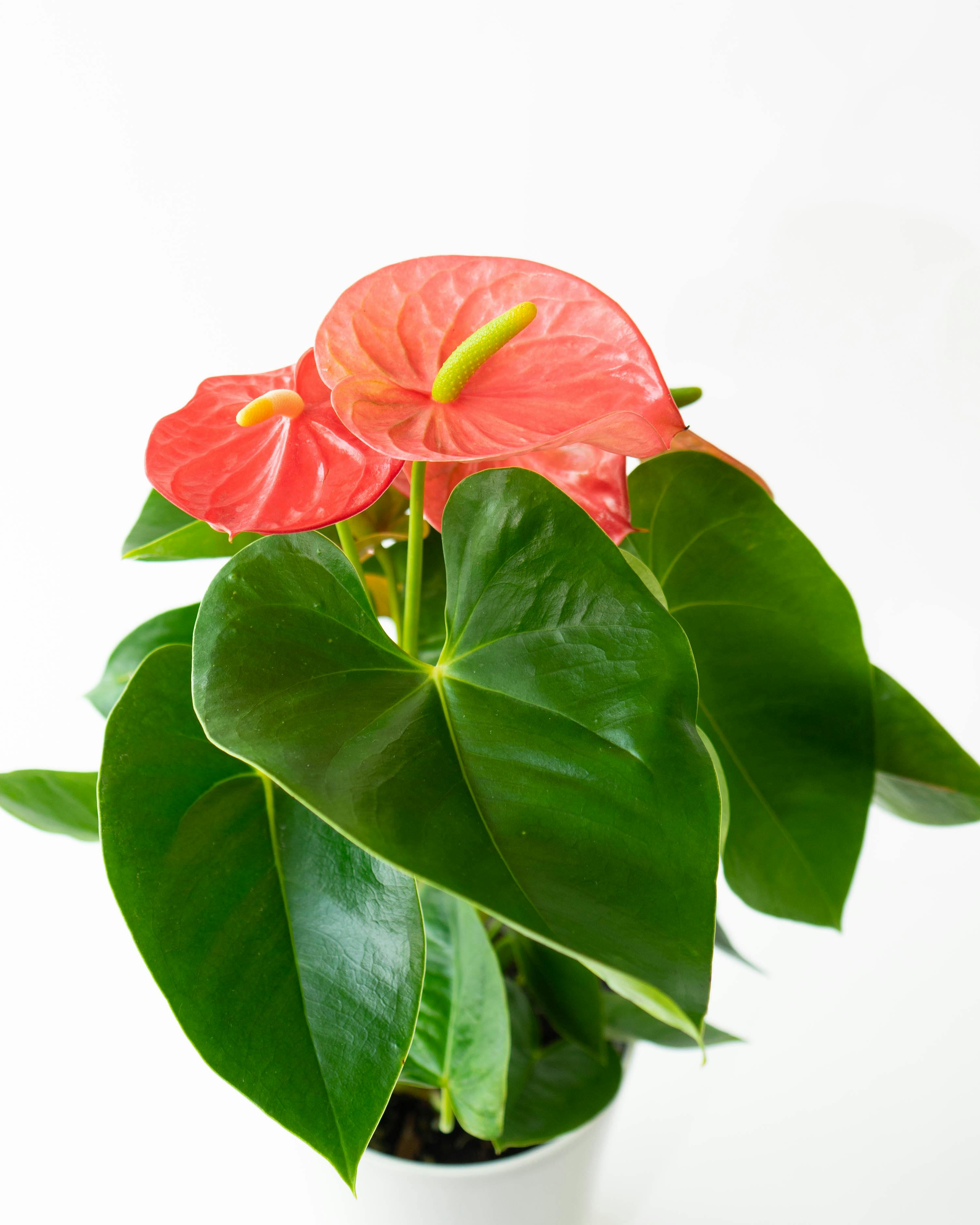 産地直送 観葉植物 アンスリウム ロイヤルチャンピオン 6号 レッド