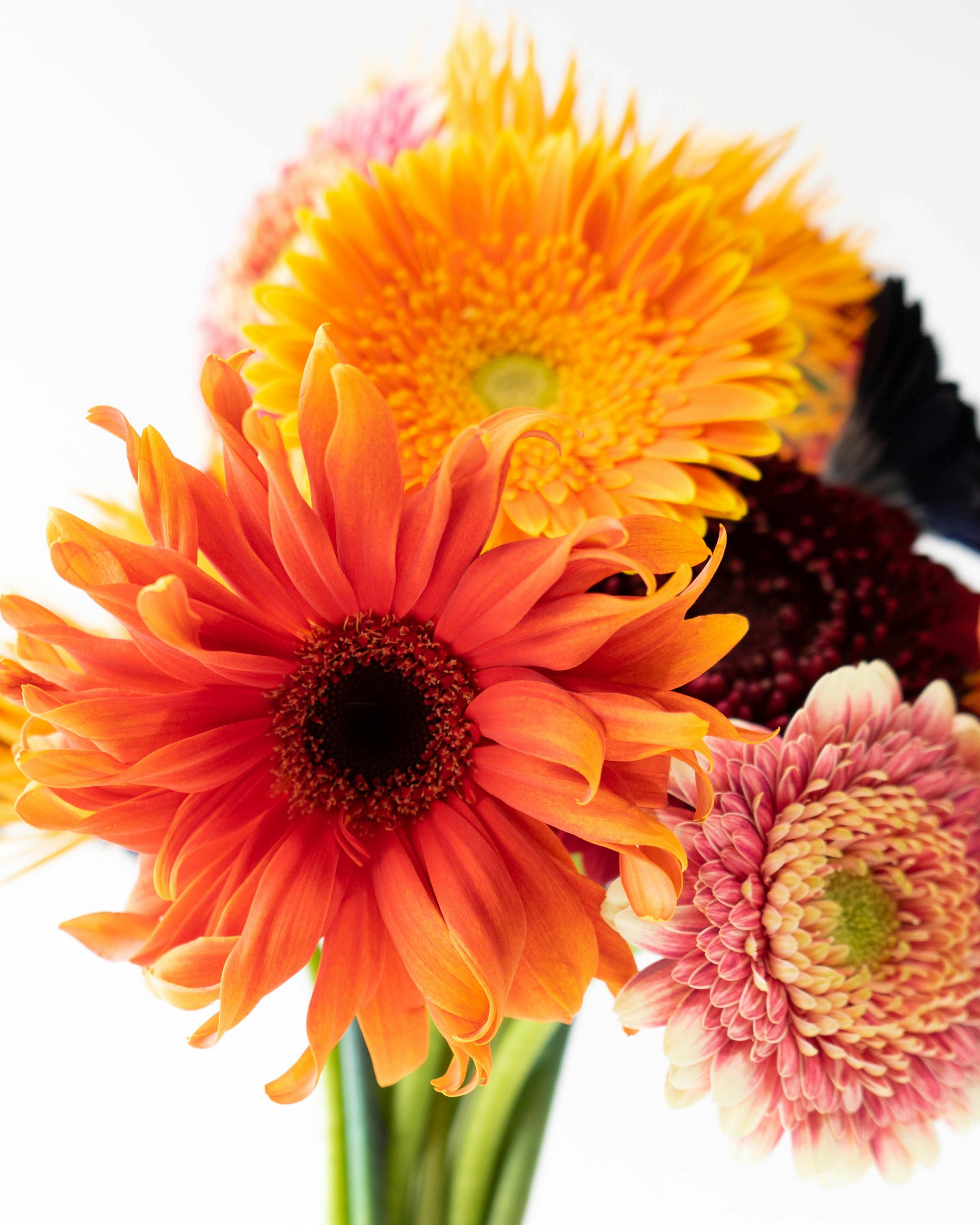 メキシコーラ　花芽付き 産地直送 ガーベラ 花束 ハロウィンミックス(15本) ／静岡 松下